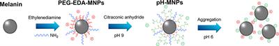 pH-Triggered Assembly of Natural Melanin Nanoparticles for Enhanced PET Imaging